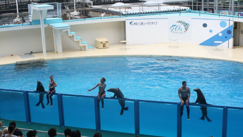 21年最新 伊豆三津シーパラダイス水族館は割引券がいっぱい クーポンを使って入場料金を安くする方法 子育てイルカが笛を吹く