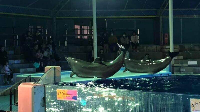 越前松島水族館のイルカのナイトショー