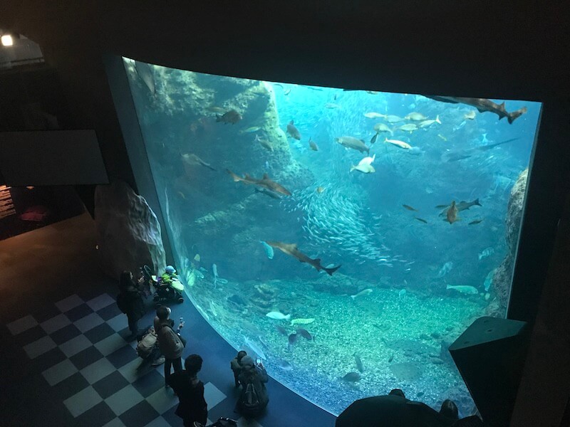 21最新 新江ノ島水族館は割引券がいっぱい 前売り券 クーポン 優待券を使って入場料金を安くする方法 子育てイルカが笛を吹く