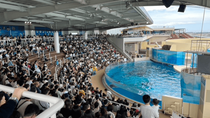 江ノ島水族館のイルカショーの混雑具合