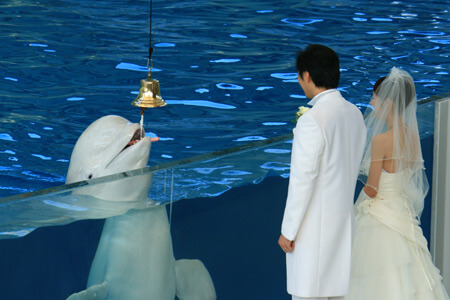 日本国内で結婚式ができる水族館まとめ 挙式のみから披露宴 写真撮影まで水族館ウェディング 子育てイルカが笛を吹く