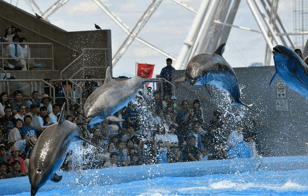 21年最新 名古屋港水族館のお得な割引券まとめ クーポンを使って入場料金を安くする方法をまとめてみた 子育てイルカが笛を吹く